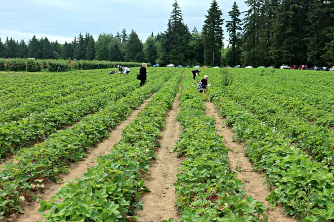 berry fields